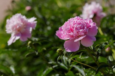 Bahçedeki güzel pembe şakayık çiçekleri
