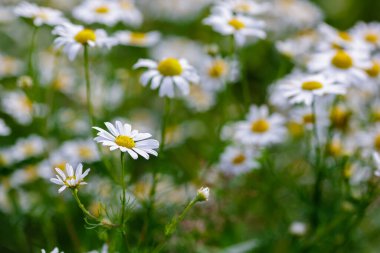 Eczane papatya çayı ya da papatya çayı veya çayır üzerindeki papatya çiçekleri.