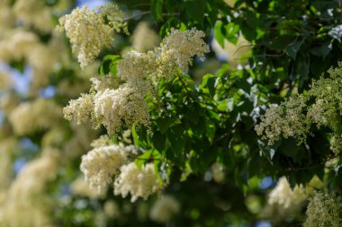 Doğada Amur leylağı (Latin Şırınga amurensis) çiçekleri