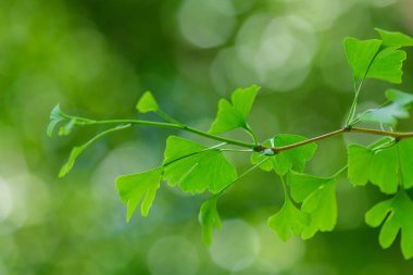 Ginkgo biloba yaprakları ile çok güzel doğal bir arka plan. Bokeh 'in arka planındaki ginkgo biloba ağacının bir dalı