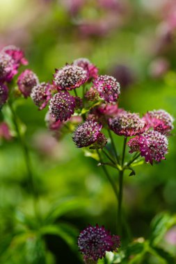 Astrantia büyük veya astrantia büyük veya Zvezdovka büyük (lat. Astrantia major) çiçekler