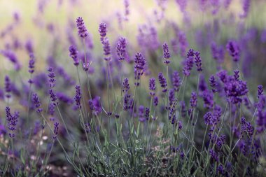 Lavandula angustifolia ya da Lavandula 'nın ya da lavanta yosunu ya da lavanta dikeninin arka planı