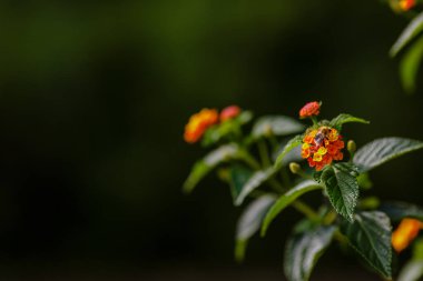 Lantana Camara 'nın çiçeğinin üzerindeki arı.