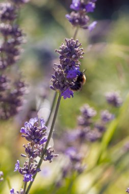Yaz tarlasında lavanta çiçekleri