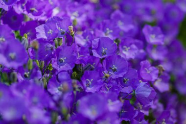 Bahçede gelişen Campanula Carpatica. Campanula Carpatica 'nın güzel mavi çiçekleri