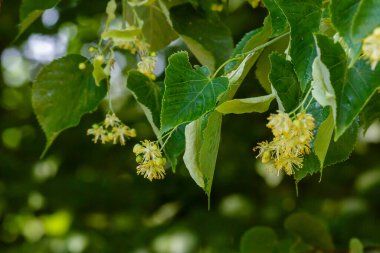 Bahar mevsiminde Linden çiçek açar.
