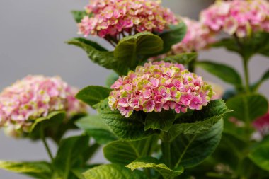 Güzel ortanca makrofila pembe çiçekler.