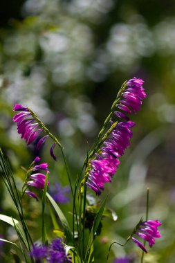 Sıradan şiş, kepçe, sıradan gladiolus çiçekleri.