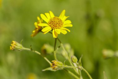 Bahçedeki Arnica veya Baranez çiçekleri