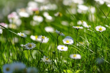 Beyaz papatyaları olan doğal yeşil bir arka plan.