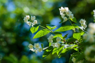 Chubushnik ( lat. Doğada çiçekler var.