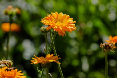 Calendula çiçekleri yaz bahçesinde