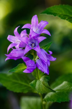 Bahçede Campanula latifolia. Bir çiçek tarhında Campanula latifolia grubu