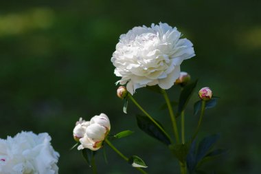 Bahçede beyaz şakayık (Festiva Maxima) çiçekleri