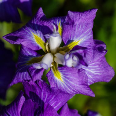 Bahçede Iris xiphoid (Latin Iris ensata) çiçekleri