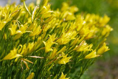 Sarı zambak ya da krasodnev (Latin Hemerocallis) çiçekleri