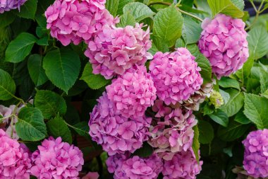 Hydrangea makrophylla çalısı. Yaklaş.