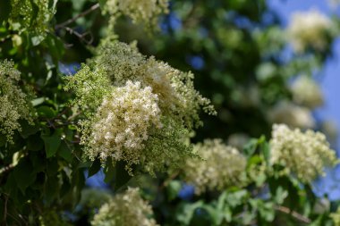 Doğada Amur leylağı (Latin Şırınga amurensis) çiçekleri