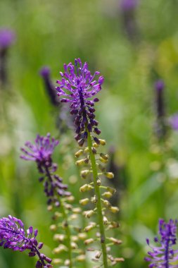 Muscari kombine çiçekleri bahçede