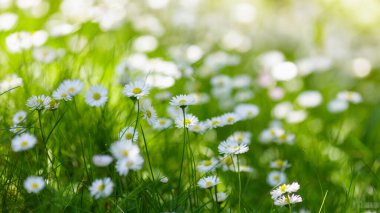 Beyaz papatyaları olan doğal yeşil bir arka plan.