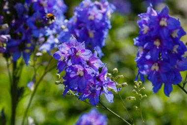 Bahçedeki Delphinium veya larkspur çiçekleri 