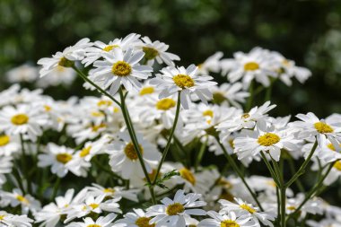 Bahçedeki Pyrethrum Corymbosum çiçekleri