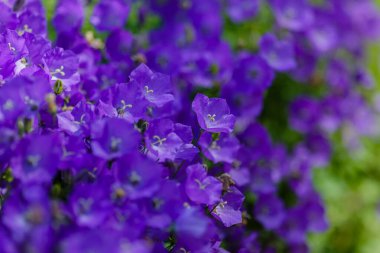 Bahçede gelişen Campanula Carpatica. Campanula Carpatica 'nın güzel mavi çiçekleri