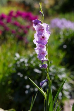 Yaz tarlasında Gladiolus çiçekleri