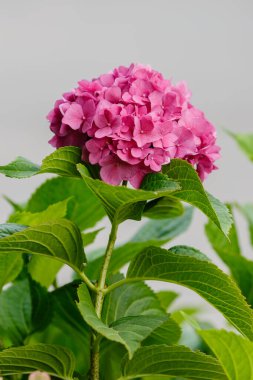 Hydrangea makrophylla çalısı. Yaklaş.