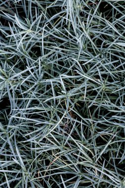 yeşil yapraklar arkaplan dokusu