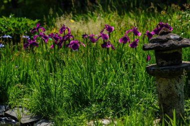 Bahçede Iris xiphoid (Latin Iris ensata) çiçekleri