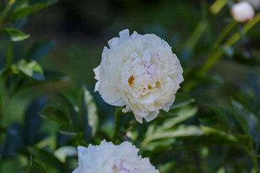 Bahçede beyaz şakayık (Festiva Maxima) çiçekleri