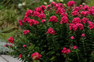 Phlox paniklemiştir (lat. Phlox paniculata) - daimi bir bitkisel bitki