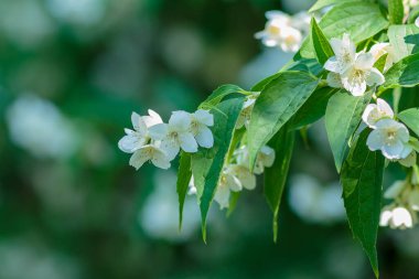 Chubushnik ( lat. Doğada çiçekler var.
