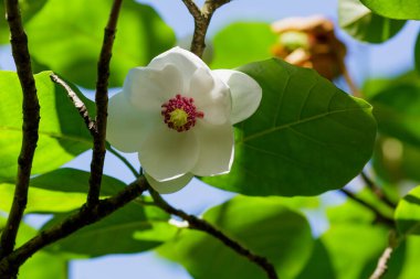 Bahçedeki Magnolia Siebold çiçeği