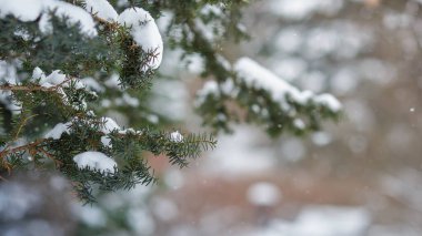 Karla kaplı bir ladin dalı. Noel arkaplanı veya afişi