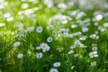 Beyaz papatyaları olan doğal yeşil bir arka plan.