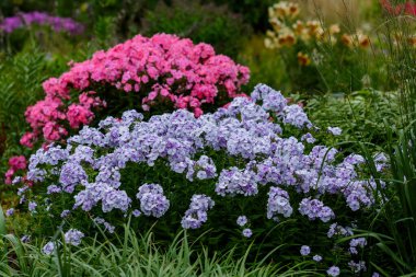 Phlox paniklemiştir (lat. Phlox paniculata) - daimi bir bitkisel bitki