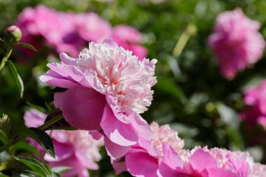 Bahçedeki güzel pembe şakayık çiçekleri