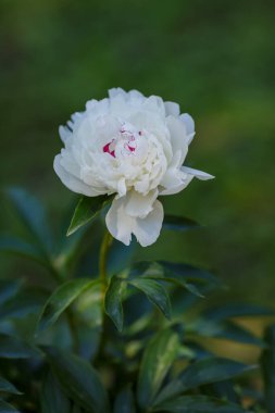 Bahçede beyaz şakayık (Festiva Maxima) çiçekleri