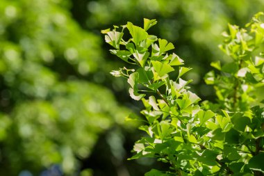 Bahçedeki Ginkgo biloba ağacı