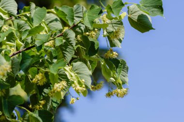 Bahar mevsiminde Linden çiçek açar.