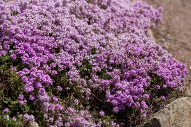 Bahçede çiçek açan çilli kekik (Thymus serpilllum)