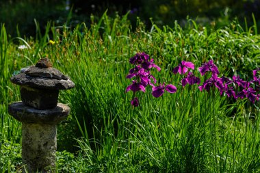Bahçede Iris xiphoid (Latin Iris ensata) çiçekleri
