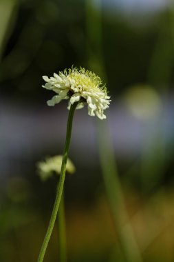 Doğal arka planda Scabiosa ochroleuca çiçeği