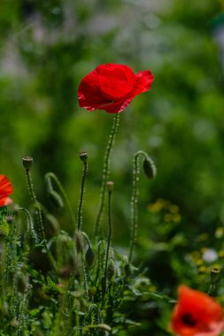 Tarla gelinciği (papaver yaygın) çiçekleri