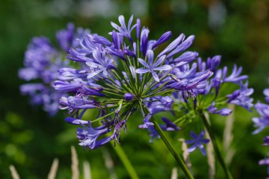Bahçede mavi Agapanthus umbellatus çiçekleri