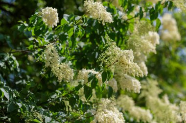 Doğada Amur leylağı (Latin Şırınga amurensis) çiçekleri