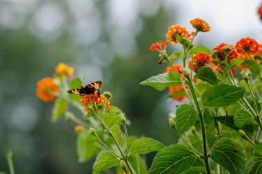 Lantana Camara çiçeğindeki kelebek