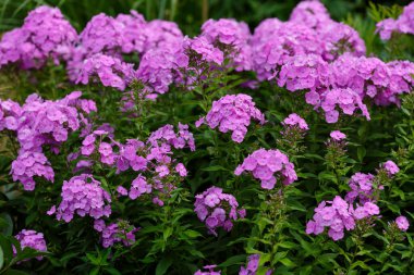 Phlox paniklemiştir (lat. Phlox paniculata) - daimi bir bitkisel bitki